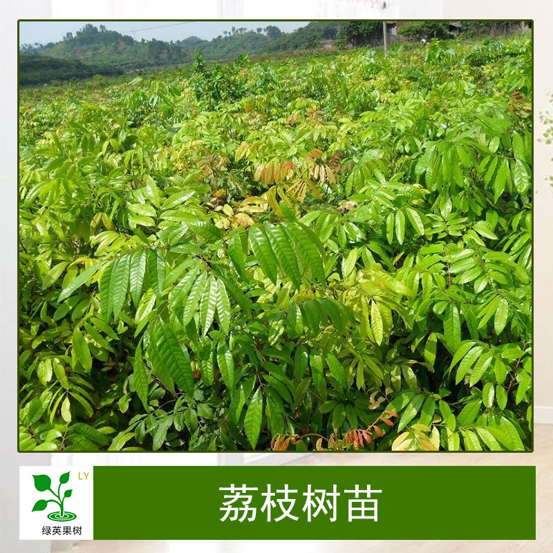 荔枝樹苗圖片/荔枝樹苗樣板圖 (3)
