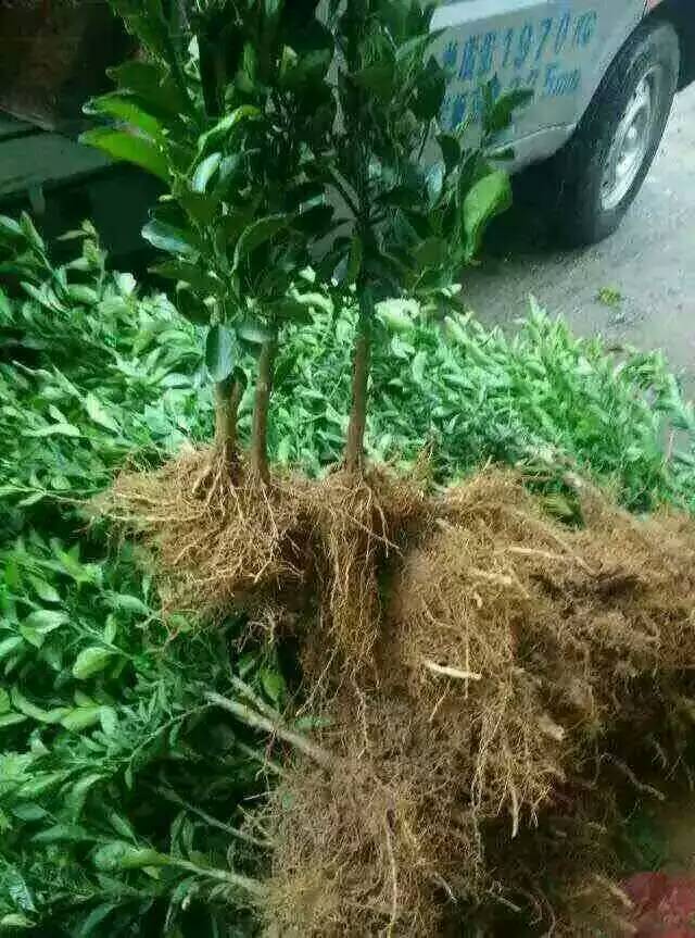 沃甘苗圖片/沃甘苗樣板圖 (2)