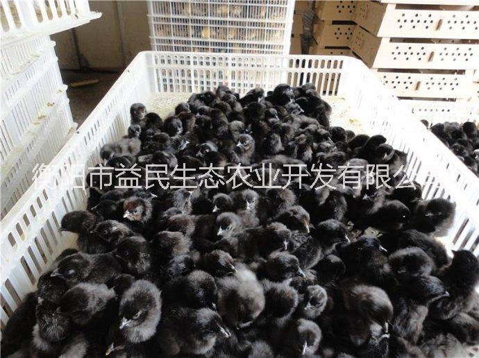 全國可發(fā)貨 五黑綠殼蛋雞苗  包打疫苗  提供養(yǎng)殖技術(shù)  量大價優(yōu)