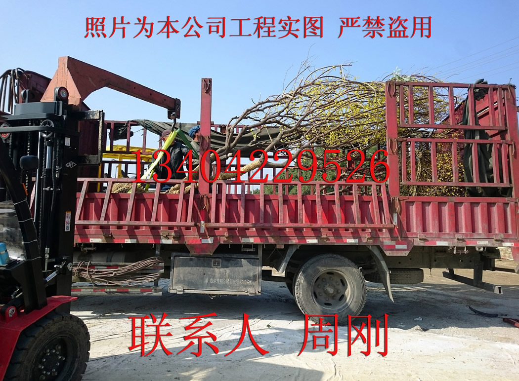 臘梅樹苗圖片/臘梅樹苗樣板圖 (3)