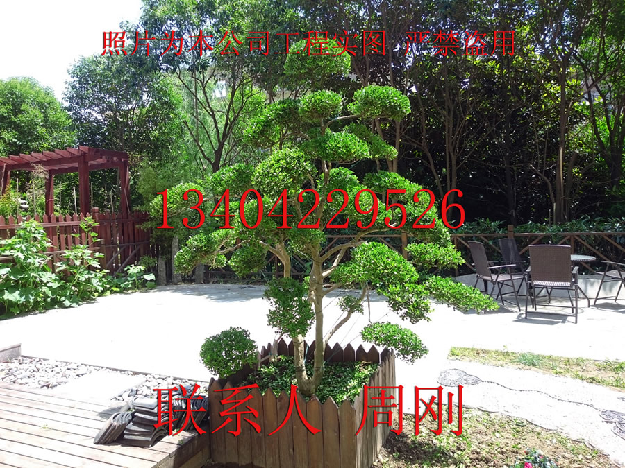 供應(yīng)造型黃楊批發(fā)、*造型黃楊樹(shù)基地、小葉黃楊樹(shù)盆景、蘇州苗圃基地