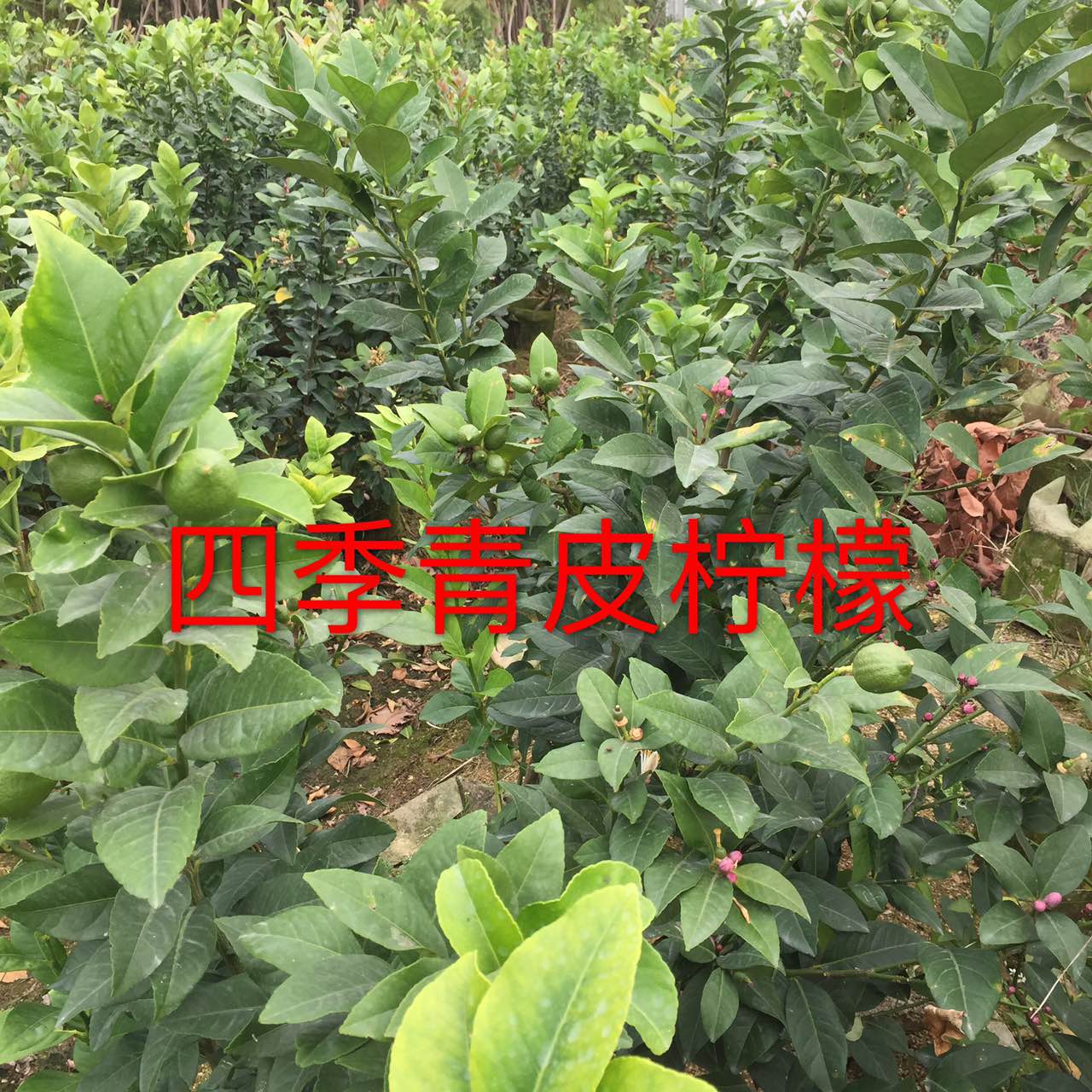 四季青圖片/四季青樣板圖 (4)