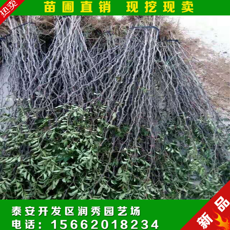 花椒苗圖片/花椒苗樣板圖 (4)