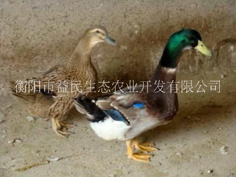 麻鴨苗 公苗母苗混合苗 長速快圖片
