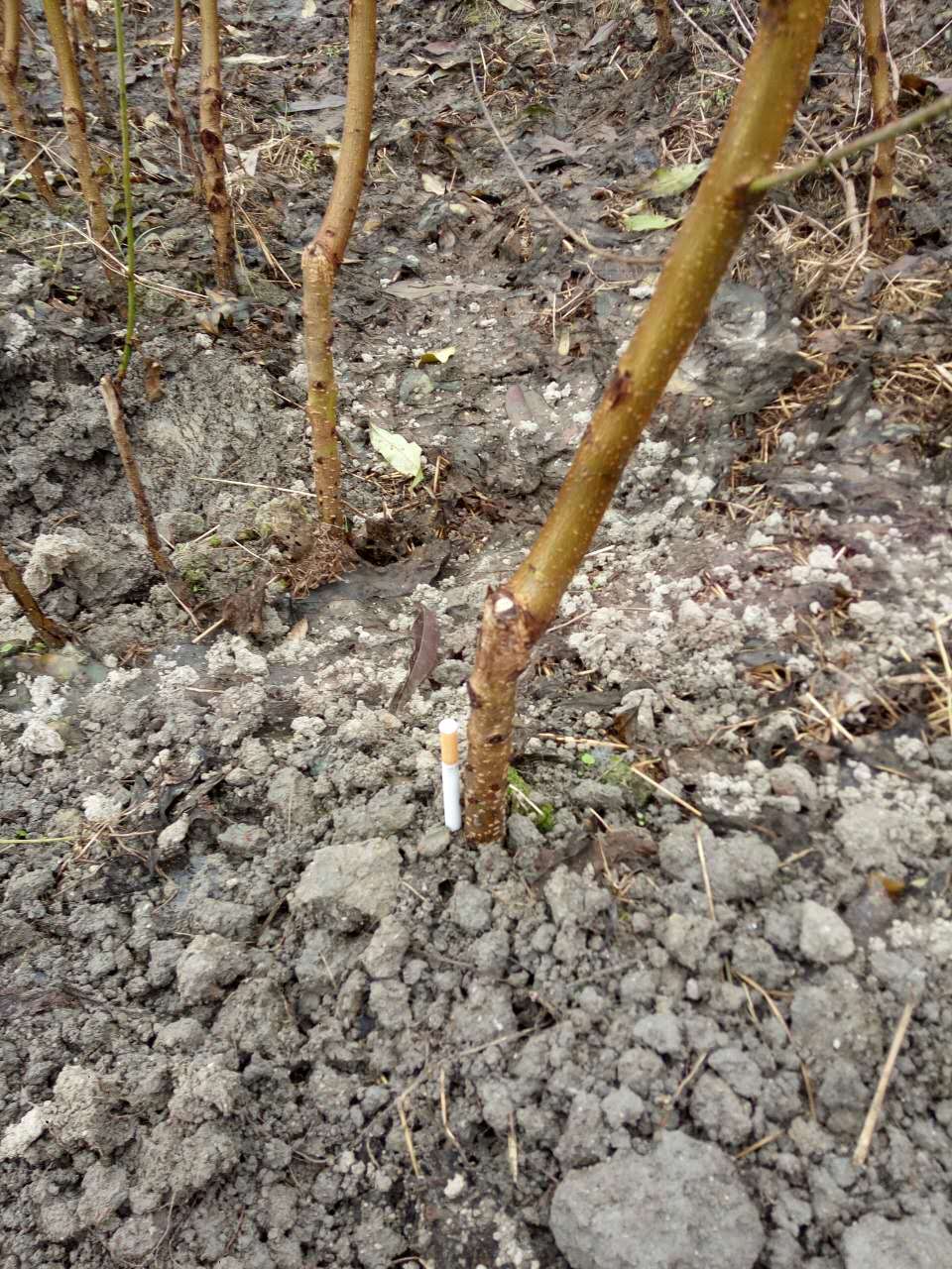 湖南炎陵黃桃苗基地 炎陵黃桃苗價(jià)格行情