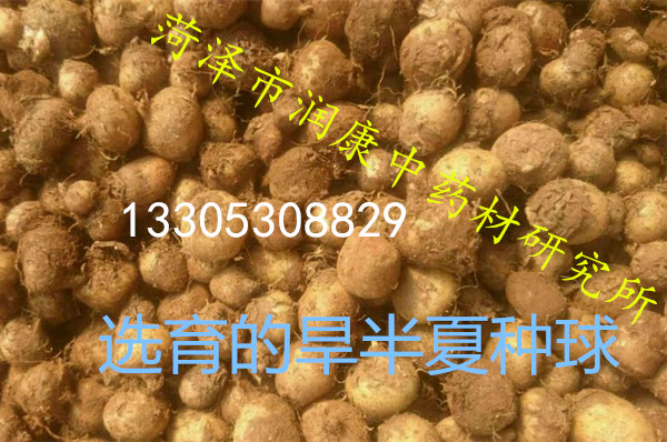 *旱半夏種子、*旱半夏種球，外皮無損傷，無病蟲害、產(chǎn)量穩(wěn)定 *旱半夏種子