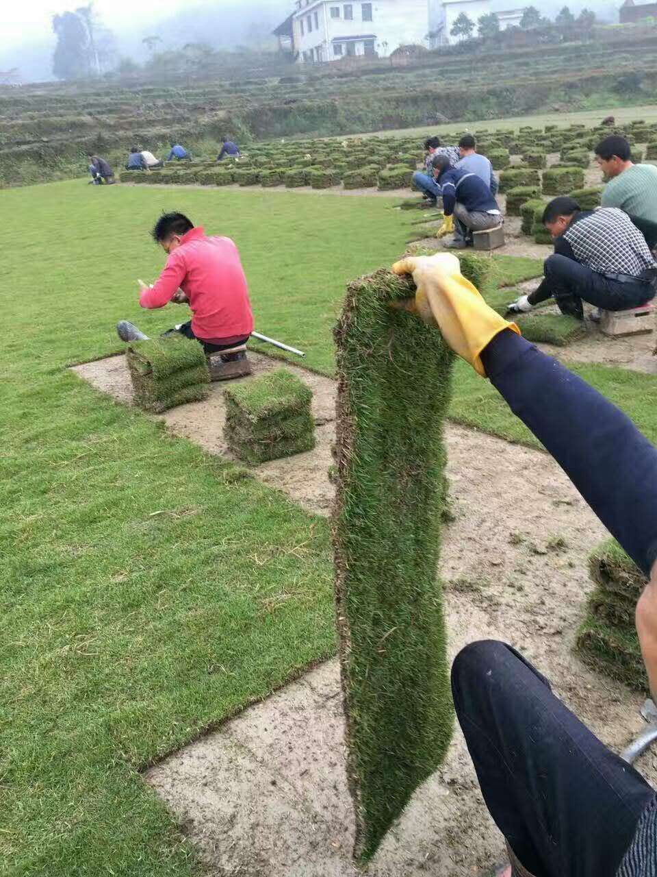 湖南草坪玉绿草皮