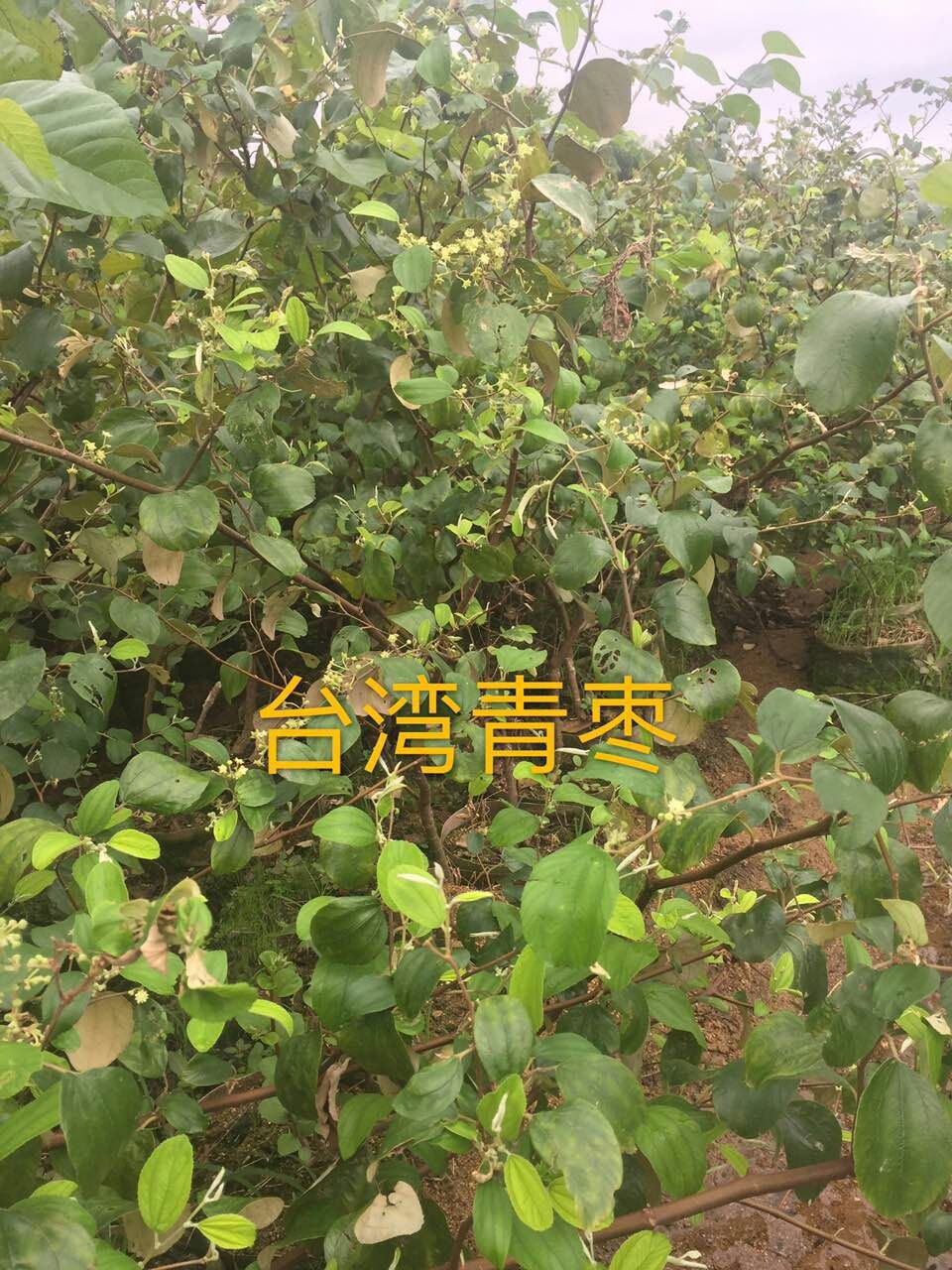 臺灣青棗苗圖片