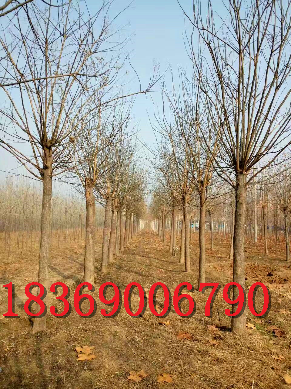 5公分國槐圖片/5公分國槐樣板圖 (2)