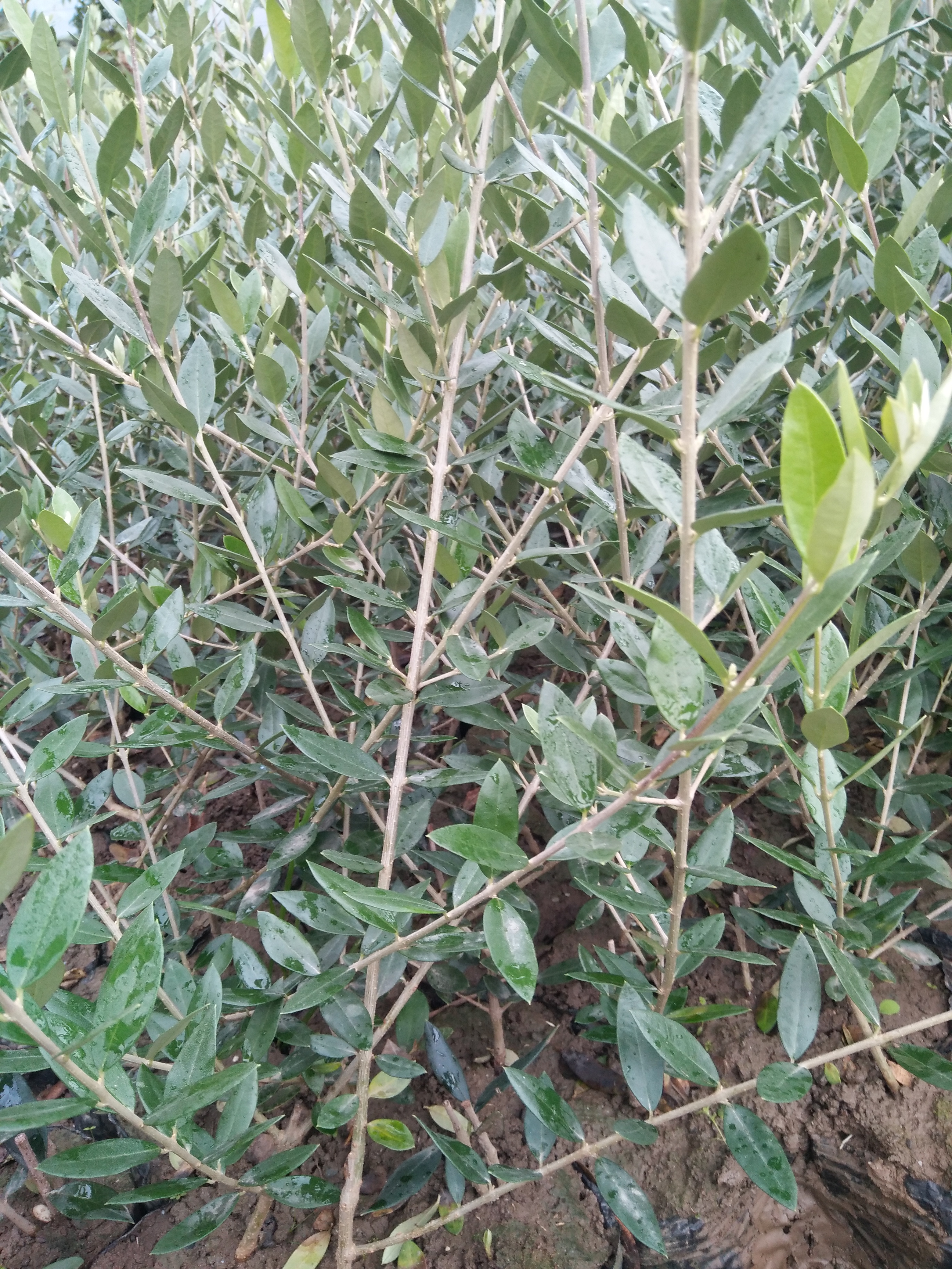 橄欖樹苗圖片/橄欖樹苗樣板圖 (3)