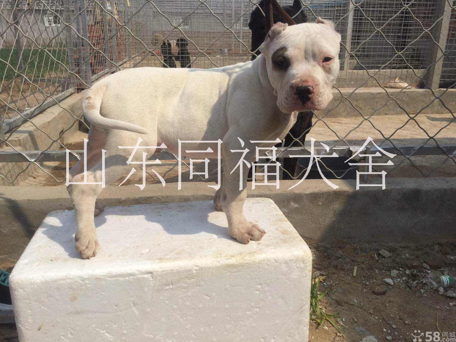 三个月血统卡斯罗价格杜高犬价格三个月血统卡斯罗价格带出生纸的卡斯罗 三个月血统卡斯罗价格杜高犬价格