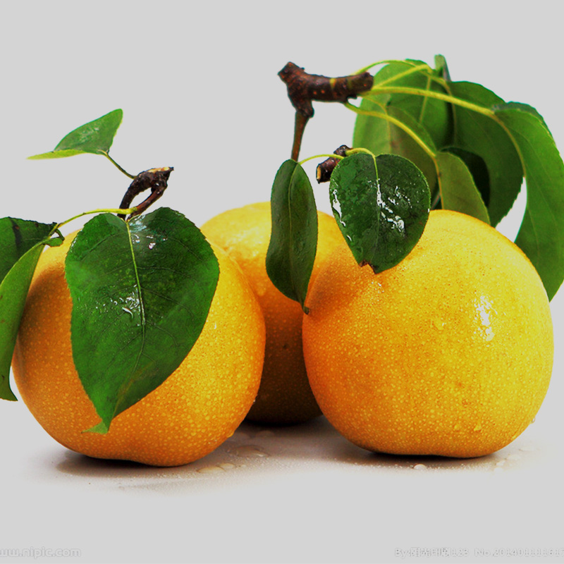 綠寶石梨圖片/綠寶石梨樣板圖 (3)