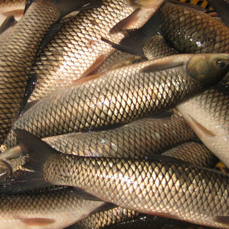 原生態(tài)無污染食用淡水魚