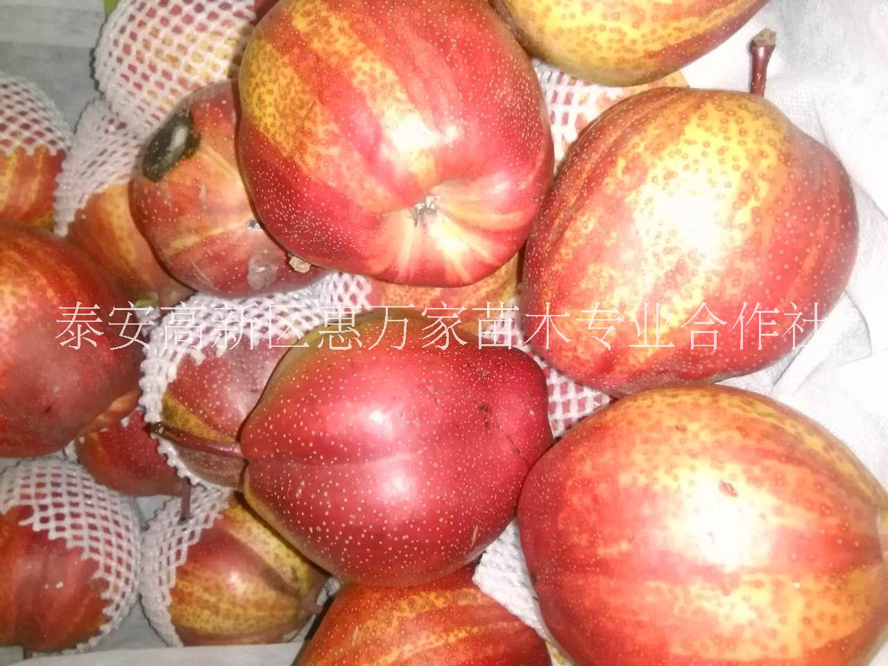 梨樹苗圖片/梨樹苗樣板圖 (3)