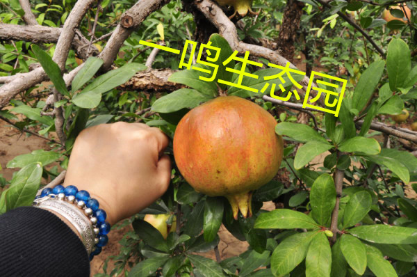 軟籽石榴樹圖片/軟籽石榴樹樣板圖 (4)