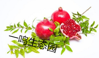 河陰軟籽石榴圖片/河陰軟籽石榴樣板圖 (4)