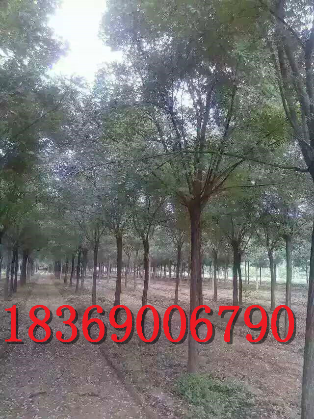 6公分國槐圖片/6公分國槐樣板圖 (3)