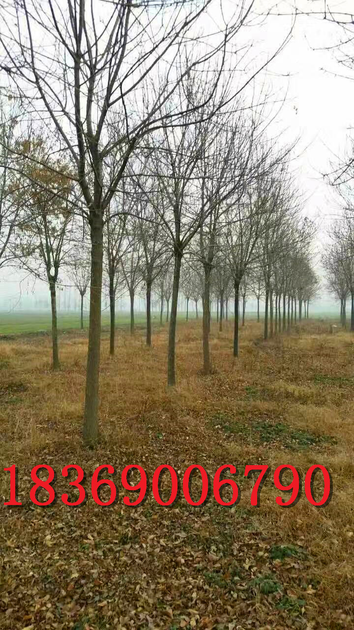 10公分國(guó)槐，10公分國(guó)槐價(jià)格圖片/10公分國(guó)槐，10公分國(guó)槐價(jià)格樣板圖 (2)