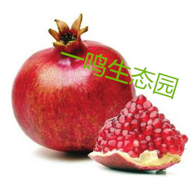 突尼斯石榴軟籽樹(shù)苗圖片/突尼斯石榴軟籽樹(shù)苗樣板圖 (4)
