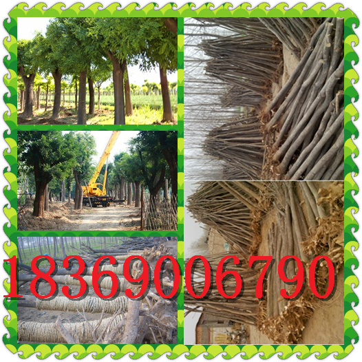 10公分國(guó)槐，10公分國(guó)槐價(jià)格圖片/10公分國(guó)槐，10公分國(guó)槐價(jià)格樣板圖 (1)