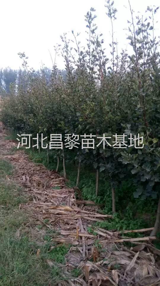 貴州葡萄苗圖片/貴州葡萄苗樣板圖 (3)
