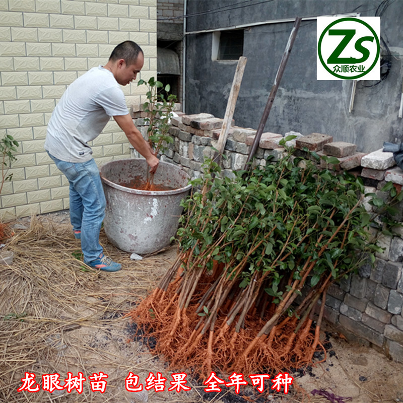 龍眼樹苗 嫁接龍眼石峽 儲良 眾順農(nóng)業(yè) 龍眼樹苗 石峽 儲良