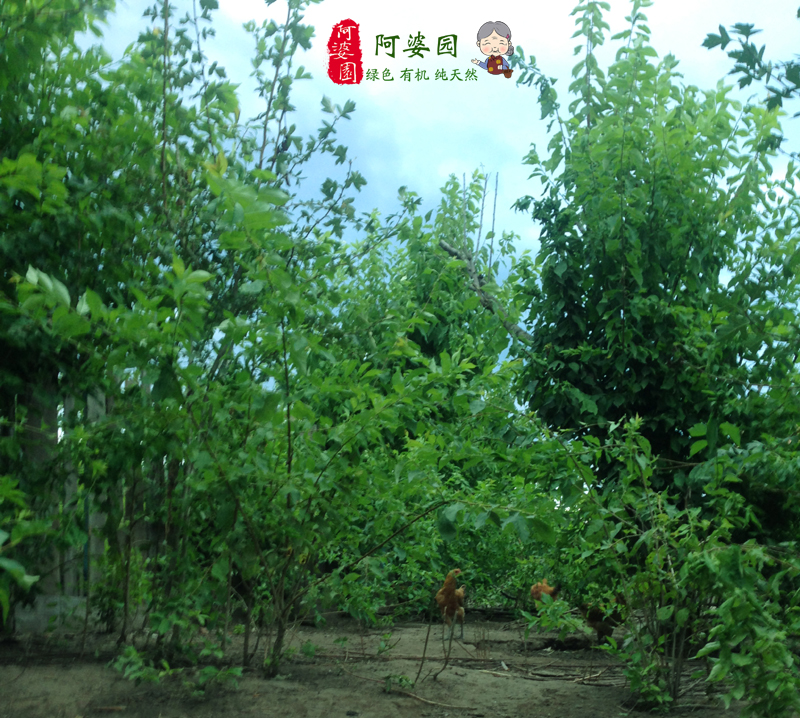 森林雞跑山雞銷售圖片/森林雞跑山雞銷售樣板圖 (3)
