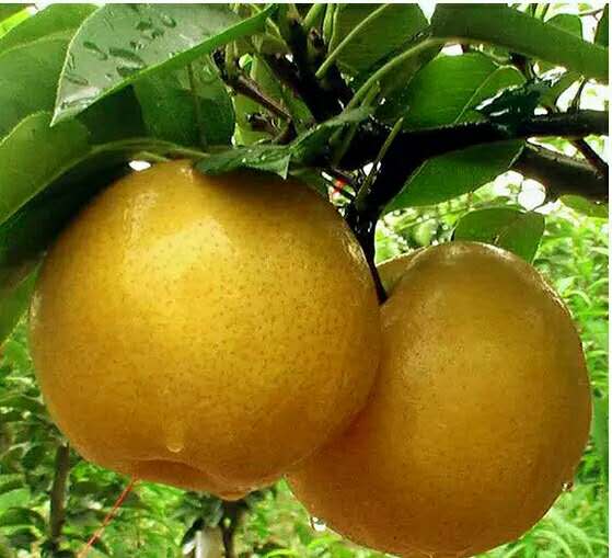 河北秦皇島梨樹苗基地圖片