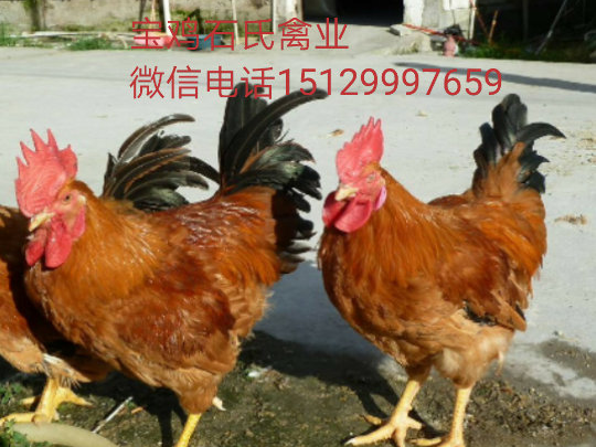 土雞苗圖片/土雞苗樣板圖 (2)