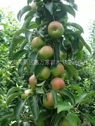 蘋果樹苗圖片/蘋果樹苗樣板圖 (4)