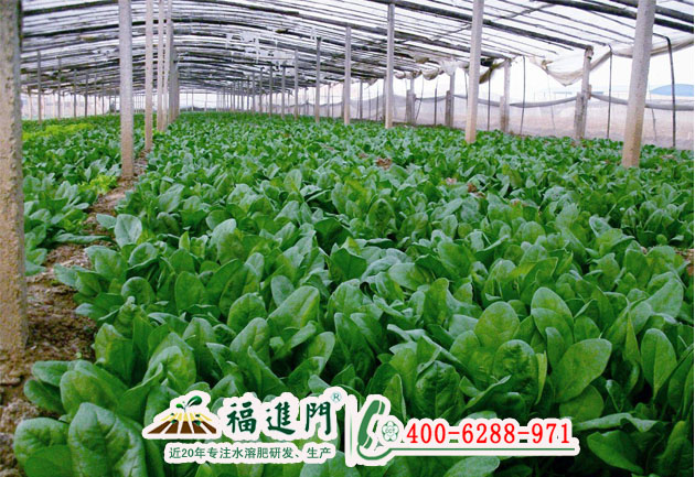 大量元素水溶肥圖片/大量元素水溶肥樣板圖 (3)