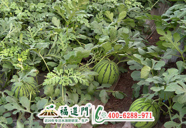 大棚西瓜水溶肥什么時候用好?用哪