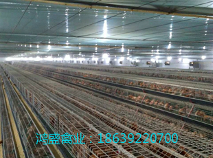 海蘭褐圖片/海蘭褐樣板圖 (3)