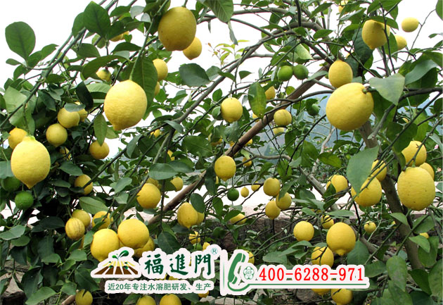檸檬如何追肥提升品質(zhì)又增產(chǎn)？大量圖片/檸檬如何追肥提升品質(zhì)又增產(chǎn)？大量樣板圖 (1)