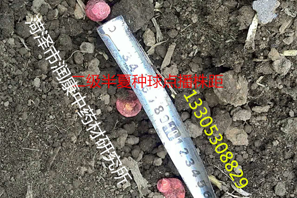 半夏種圖片/半夏種樣板圖 (2)