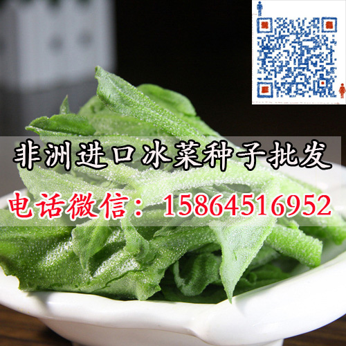 冰菜種子批發(fā)冰草圖片/冰菜種子批發(fā)冰草樣板圖 (3)