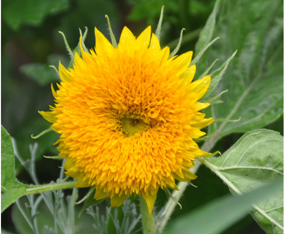 向日葵圖片/向日葵樣板圖 (3)