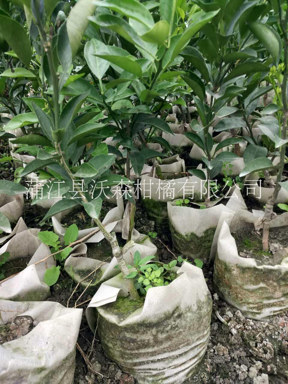 大雅柑一號(hào)柑橘苗圖片