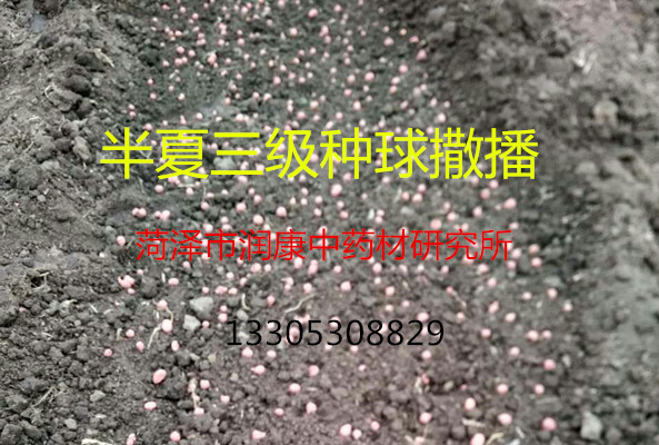 半夏種圖片/半夏種樣板圖 (3)