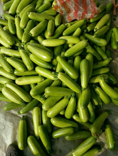 西葫蘆圖片/西葫蘆樣板圖 (4)