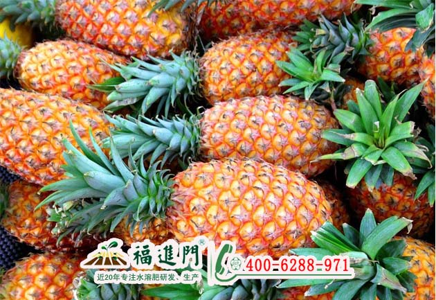 菠蘿水溶肥選福進(jìn)門(mén)就對(duì)了圖片