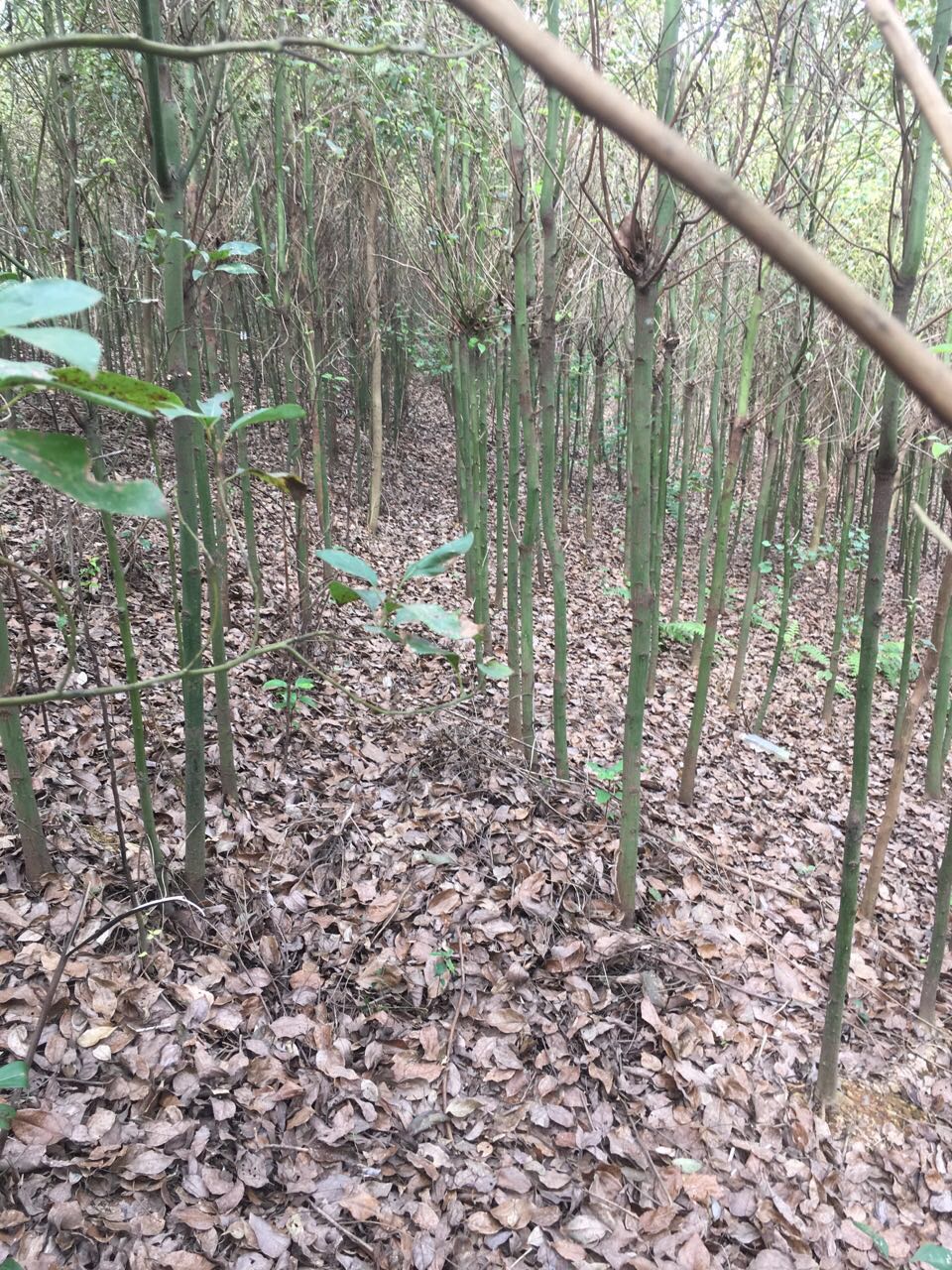 香樟香樟  广西香樟苗批发  香樟苗圃联系电话