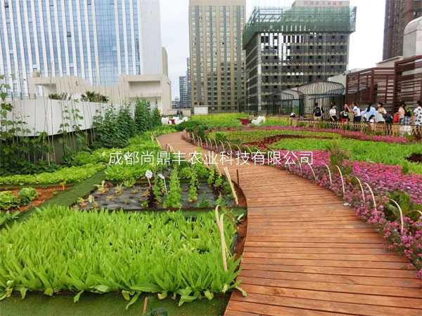 特色房頂農(nóng)場(chǎng)規(guī)劃設(shè)計(jì)施工圖片/特色房頂農(nóng)場(chǎng)規(guī)劃設(shè)計(jì)施工樣板圖 (3)