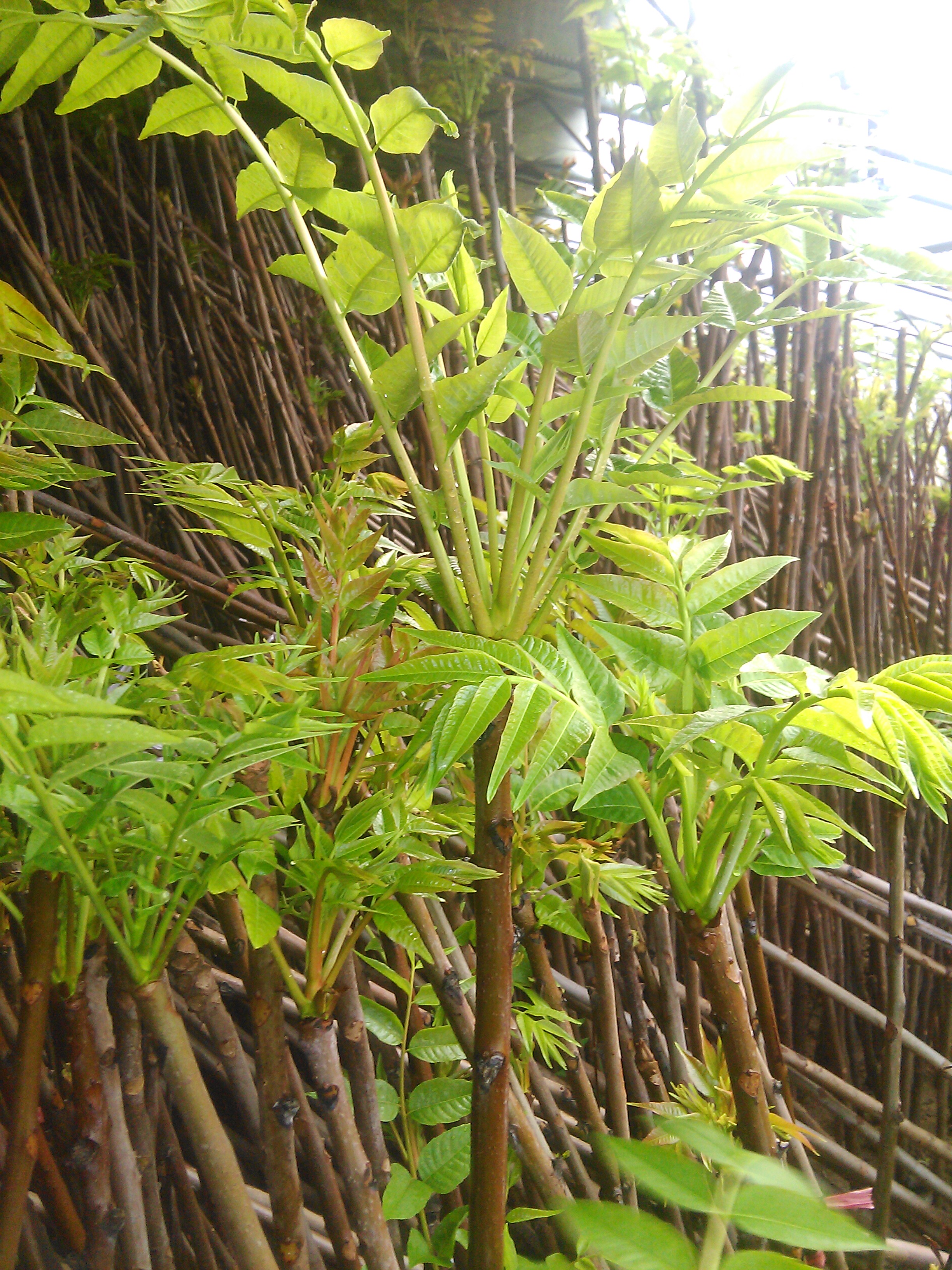 香椿苗圖片/香椿苗樣板圖 (4)