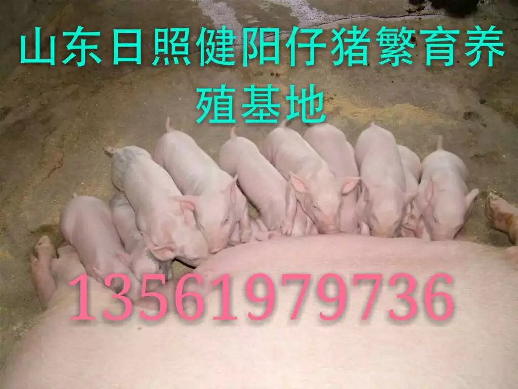 仔豬批發(fā)基地價格圖片/仔豬批發(fā)基地價格樣板圖 (3)