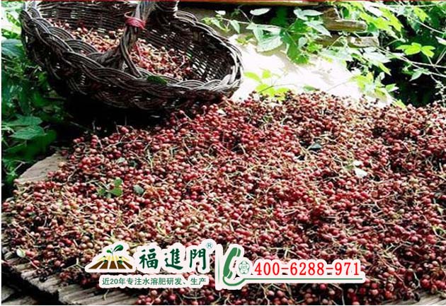 花椒用什么水溶肥好？含腐植酸水溶圖片