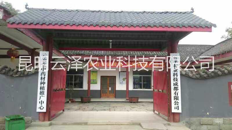 云南白芨種植基地　白芨種苗價(jià)格圖片