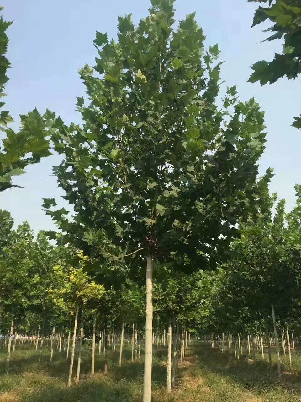 锦州法桐供应商  辽宁锦州法桐种植厂家  锦州法桐苗圃基地图片