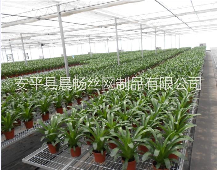 溫室苗床網(wǎng)圖片/溫室苗床網(wǎng)樣板圖 (4)