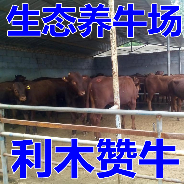 肉牛牛犊子 2-3个月小牛犊价格图片